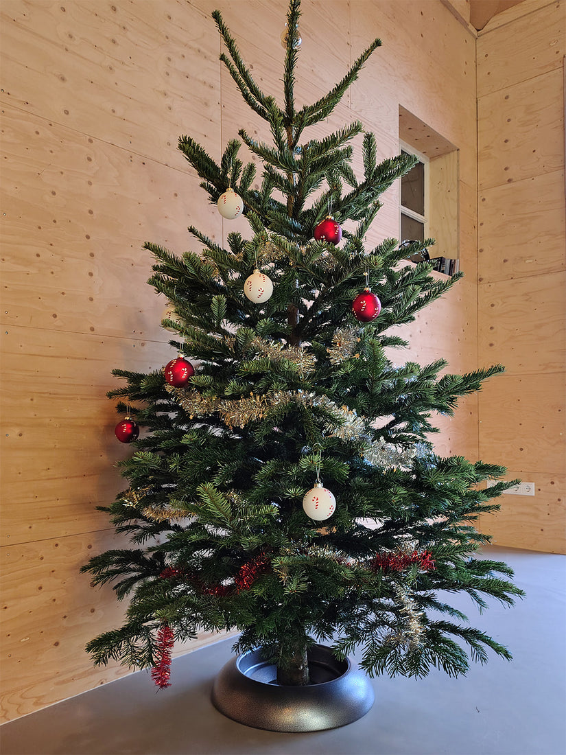 Echter Weihnachtsbaum Angebot - Nordmann gesägt 1,75 oder 2 Meter - Angebot! Echter Weihnachtsbaum Angebot - Nordmann gesägt 1,75 oder 2 Meter - Angebot!