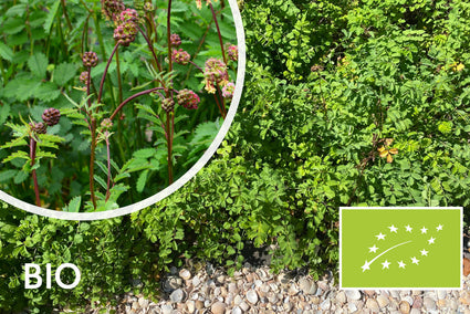 Bio-Pimpernel – Sanguisorba Minor
