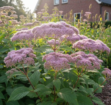 Königinkraut (Höhe 125 cm) - Eupatorium cannabinum 'Plenum'