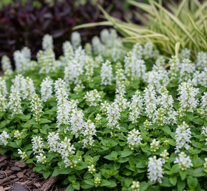 Creeping Zenegreen (Weiß) - Ajuga reptans 'Alba'