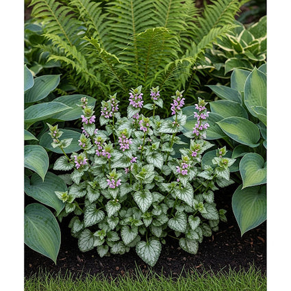Gefleckte Taubnessel (Hellrosa) - Lamium maculatum 'Pink Pewter'