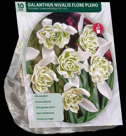 Schneeglöckchen Blumenzwiebeln 30 Stück (Langblühende Sorte) - Galanthus nivalis Flore Pleno