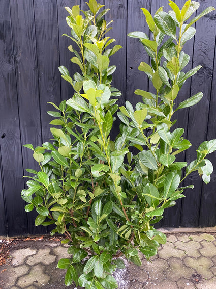 Immergrüner Lorbeer - Prunus Laurocerasus 'Rotundifolia'