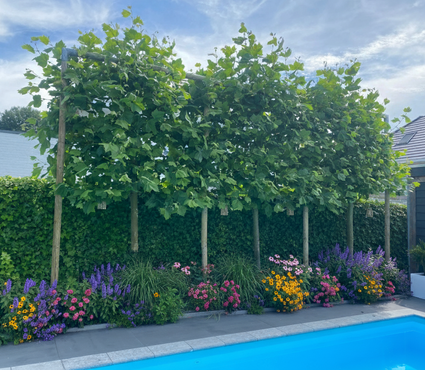Freizeit-Platane - Platanus spalier - Baum auf Stamm mit Spalierschirm