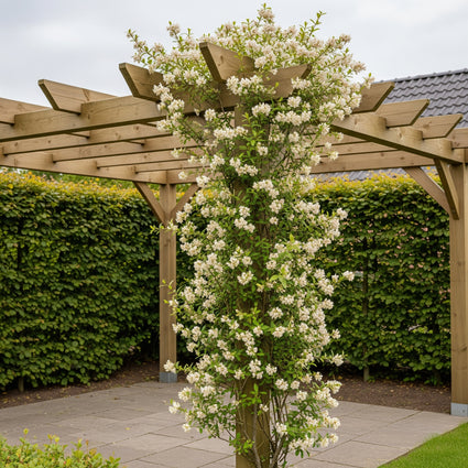 Wildes Geißblatt - Lonicera periclymenum 'Belgica Select'