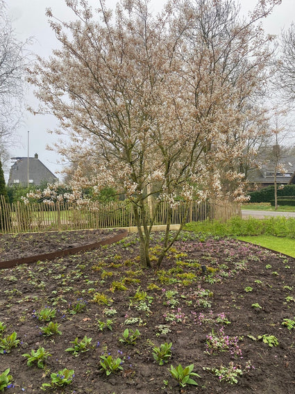 Mehrstämmige Elsbeere - Amelanchier lamarckii