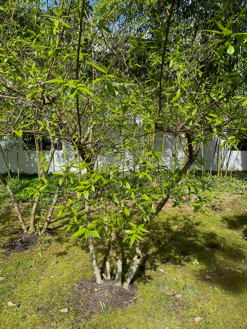 Melonenbaum - Chimonanthus praecox (Wintersüße) Melonenbaum - Chimonanthus praecox (Wintersüße)