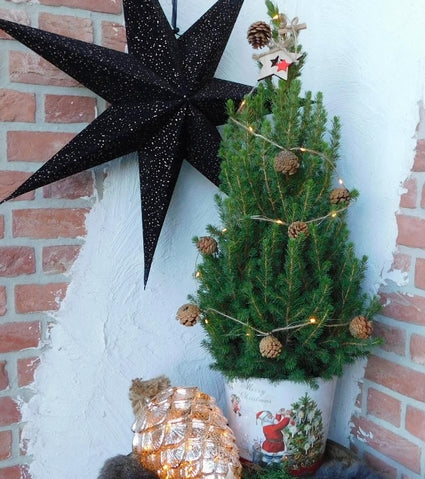 Kanadische Fichte - Picea glauca 'Conica' - Kompakter Mini-Weihnachtsbaum