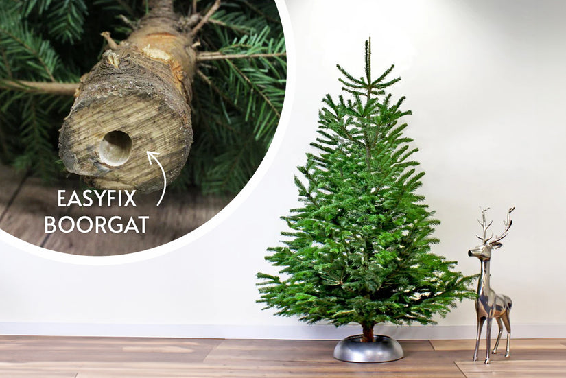 met easyfix boorgat staat uw gezaagde nordmann snel rechtop met easyfix boorgat staat uw gezaagde nordmann snel rechtop