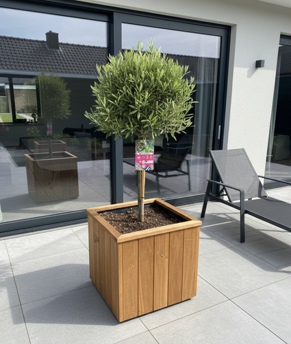 Halbstämmiger Olivenbaum - Olea europaea