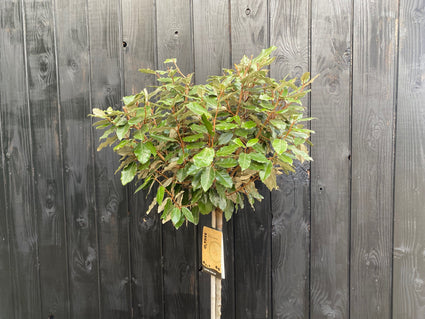 Olivenweide am Stamm - Elaeagnus Ebbingei Compacta