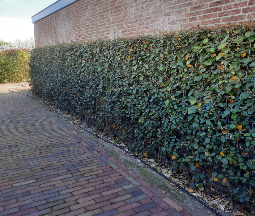 Fertig geschnittene Hecke Immergrüne Ölweide - Elaeagnus ebbingei Compacta 180 x 120 cm Fertig geschnittene Hecke Immergrüne Ölweide - Elaeagnus ebbingei Compacta 180 x 120 cm