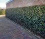 Fertig geschnittene Hecke Immergrüne Ölweide - Elaeagnus ebbingei Compacta 180 x 120 cm Fertig geschnittene Hecke Immergrüne Ölweide - Elaeagnus ebbingei Compacta 180 x 120 cm