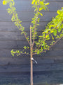 Pflaumenbaum - Prunus Domestica 'Opal' Pflaumenbaum - Prunus Domestica 'Opal'