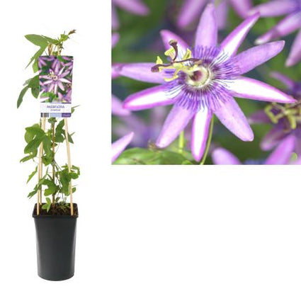 Passionsblume (lila) - Passiflora 'Amethyst'
