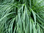 Bio-Neunaugengras - Pennisetum alopecuroides 'Hameln' Bio-Neunaugengras - Pennisetum alopecuroides 'Hameln'