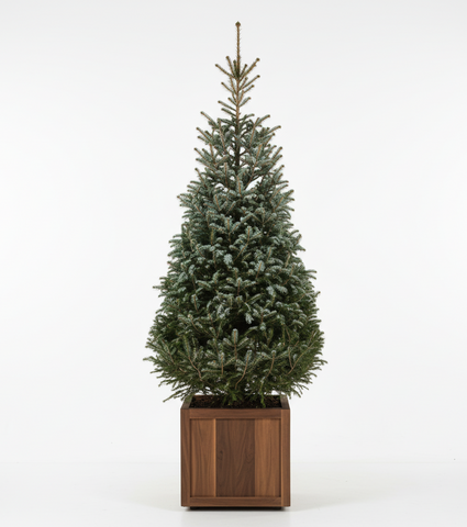 Echter Weihnachtsbaum - Serbische Fichte - Picea Omorika