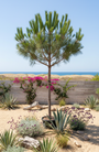 Schirmkiefer - Pinus pinea (Kiefer) Schirmkiefer - Pinus pinea (Kiefer)