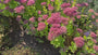 Bio-Fetthenne - Sedum 'Herbstfreude' Bio-Fetthenne - Sedum 'Herbstfreude'