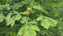 Weiße Rosskastanie - Aesculus hippocastanum Weiße Rosskastanie - Aesculus hippocastanum