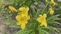 Taglilie - Hemerocallis 'Green Flutter' Taglilie - Hemerocallis 'Green Flutter'