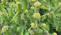 Bio-Brennkraut (Gelb) - Phlomis russeliana Bio-Brennkraut (Gelb) - Phlomis russeliana