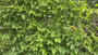 Fertige Hainbuchenhecke - Carpinus betulus - 180 x 90 cm Laubabwerfend Fertige Hainbuchenhecke - Carpinus betulus - 180 x 90 cm Laubabwerfend