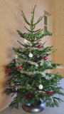 Echter Weihnachtsbaum Angebot - Nordmann gesägt 1,75 oder 2 Meter - Angebot! Echter Weihnachtsbaum Angebot - Nordmann gesägt 1,75 oder 2 Meter - Angebot!