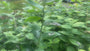 Salomonssiegel - Polygonatum odoratum Salomonssiegel - Polygonatum odoratum