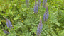 Lupine (Blau) - Lupinus 'Gallery Blue' Lupine (Blau) - Lupinus 'Gallery Blue'