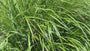 Bio-Straußenrohr - Calamagrostis x acutiflora 'Karl Foerster' TIPP Bio-Straußenrohr - Calamagrostis x acutiflora 'Karl Foerster' TIPP