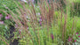 Straußenrohr - Calamagrostis x acutiflora 'Karl Foerster' TIPP Straußenrohr - Calamagrostis x acutiflora 'Karl Foerster' TIPP