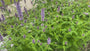 Süßholzpflanze - Agastache foeniculum TIPP Süßholzpflanze - Agastache foeniculum TIPP