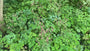 Wilde Akelei (Höhe 70 cm) - Aquilegia vulgaris Wilde Akelei (Höhe 70 cm) - Aquilegia vulgaris