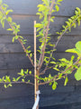 Pflaumenbaum - Prunus Domestica 'Opal' Pflaumenbaum - Prunus Domestica 'Opal'