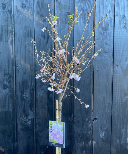 Foto maart, start bloei - Prunus Accolade halfstam 120 cm