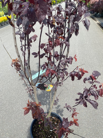 Kirschpflaume - Prunus cerasifera 'Pissardii'