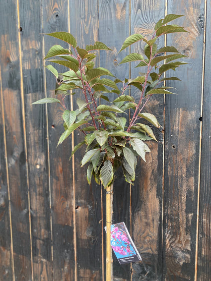 Japanische Zierkirsche auf Stamm 120 cm (Rosa) - Prunus serrulata 'Royal Burgundy'