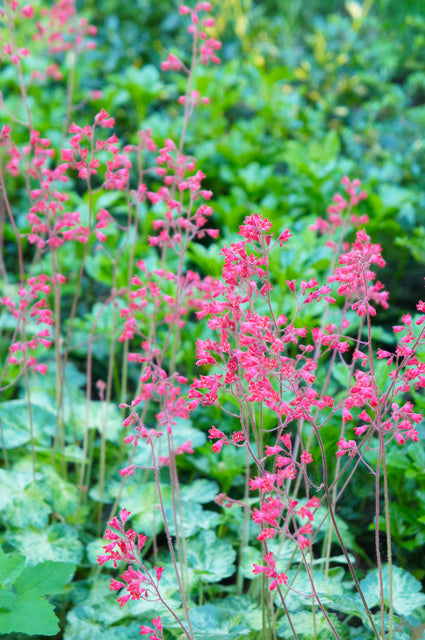 Purplebell (Grünes Blatt) - Heuchera sanguinea 'Splendens'