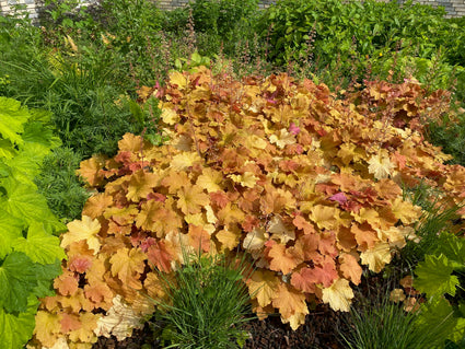 Purple Bell (Bronze/Orange) – Heuchera „Caramel“ TIPP