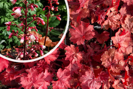 Purplebell (Rosa/rote Blätter) - Heuchera 'Fire Chief'