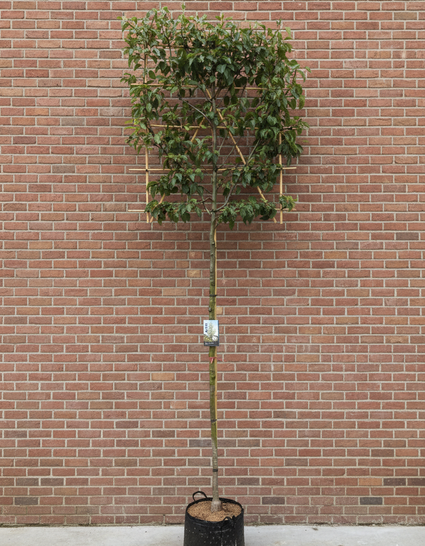 Lei-Zierbirne - Pyrus Calleryana 'Chanticleer'