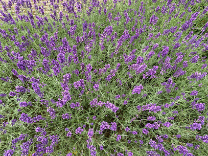 Riesenlavendel - Perovskia atriplicifolia 'Blue Spire'