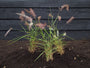 Neunaugengras - Pennisetum orientale 'Karley Rose' Neunaugengras - Pennisetum orientale 'Karley Rose'