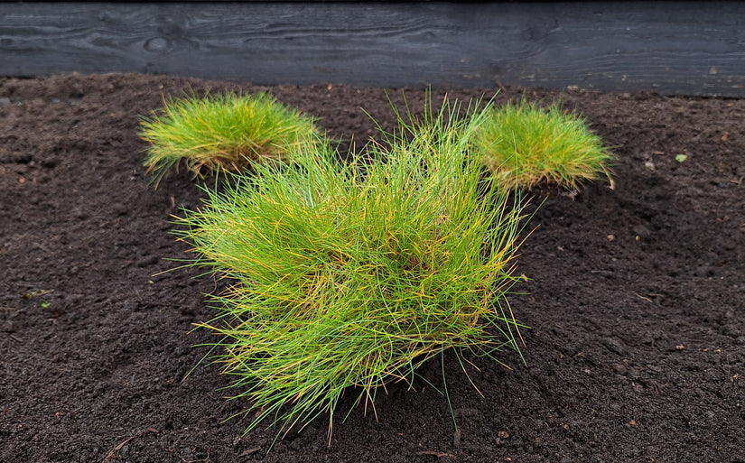 Schwingel - Festuca gautieri Schwingel - Festuca gautieri