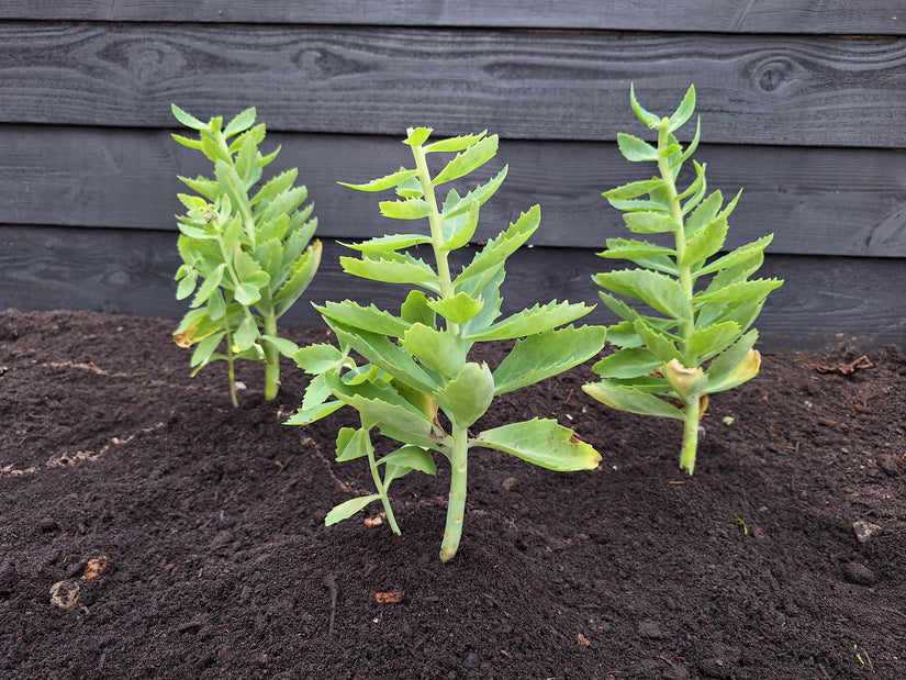 Fetthenne - Sedum 'Herbstfreude' TIPP Fetthenne - Sedum 'Herbstfreude' TIPP