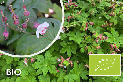 Bio-Storchschnabel - Geranium macrorrhizum 'Spessart'