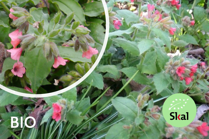 Bio Lungenkraut - Pulmonaria rubra Bio Lungenkraut - Pulmonaria rubra