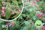 Bio Lungenkraut - Pulmonaria rubra Bio Lungenkraut - Pulmonaria rubra
