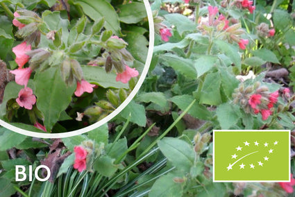 Bio Lungenkraut - Pulmonaria rubra